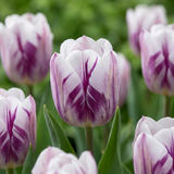 Tulipe triomphe Flaming Flag - 120 bulbes