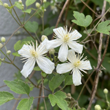 Clématite des haies - Clematis vitalba - H 35 cm, pot Ø9 cm - photo 3