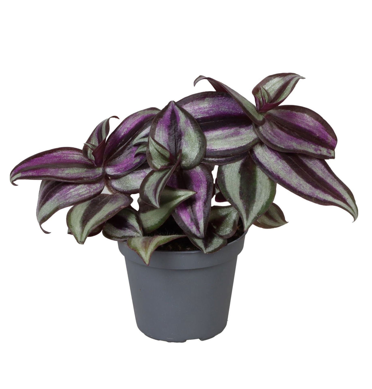 Mini Tradescantia Zebra Pink Joy - Tradescantia zebrina - H 5 cm, pot Ø6 cm