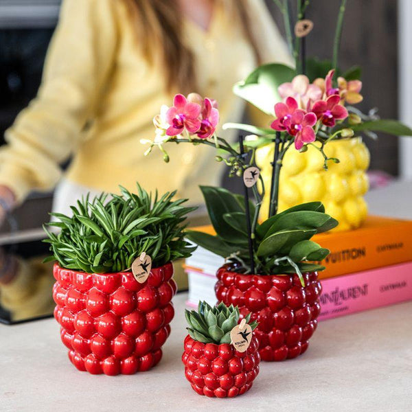 Orchidée rouge Blossom Congo et 2 succulentes en cache-pots Berry rouges - H 40 cm