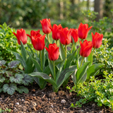 Tulipe de Greig rouge