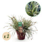Carex Everest - 2 plants - H 50 cm, pot Ø17 cm
