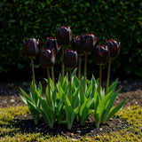 Tulipe triomphe violet foncé - calibre 11/12