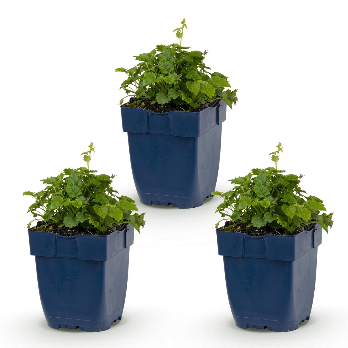 Campanule de Poscharsky Lisduggan - H 15-25 cm, pot Ø11 cm