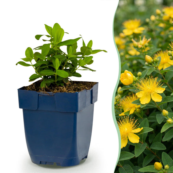Millepertuis couvre-sol - H 15-25 cm, pot Ø11 cm