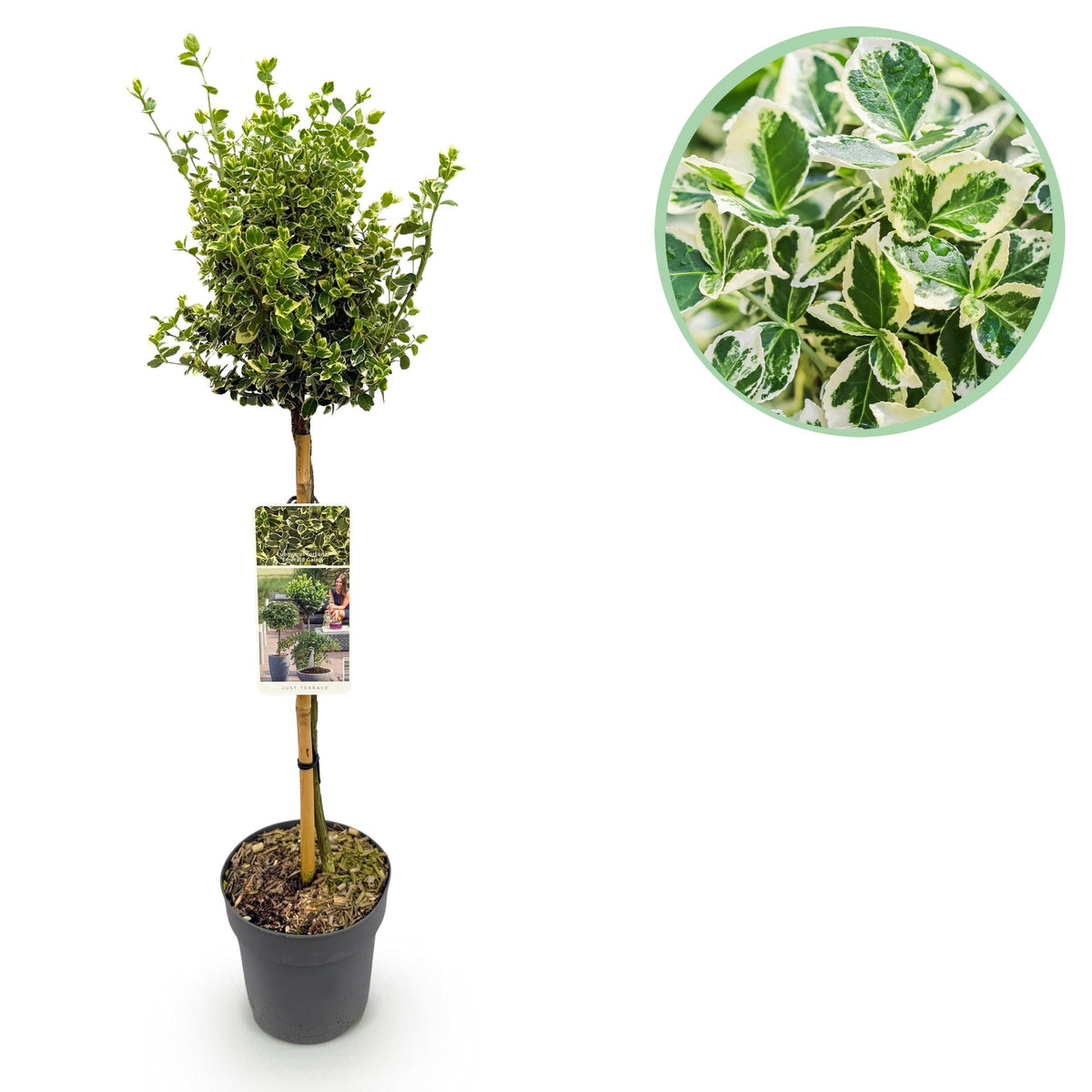 Fusain Emerald Gaiety sur tige - Euonymus fortunei - H 90 cm, pot Ø19 cm