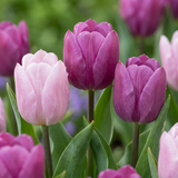 Tulipe Candy Prince et Purple Prince en mélange - 120 bulbes