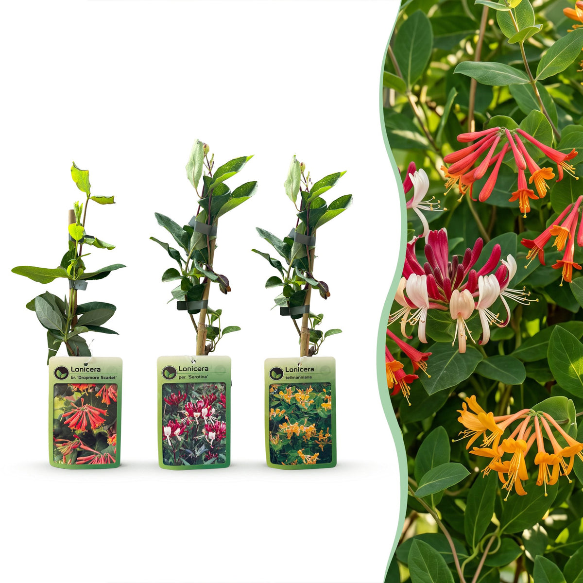 Chèvrefeuilles grimpants en mélange - Lonicera - H 35 cm, pot Ø9 cm - photo 8