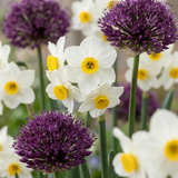 Bulbes à fleurs pour jardin sec en grande quantité - 140 bulbes