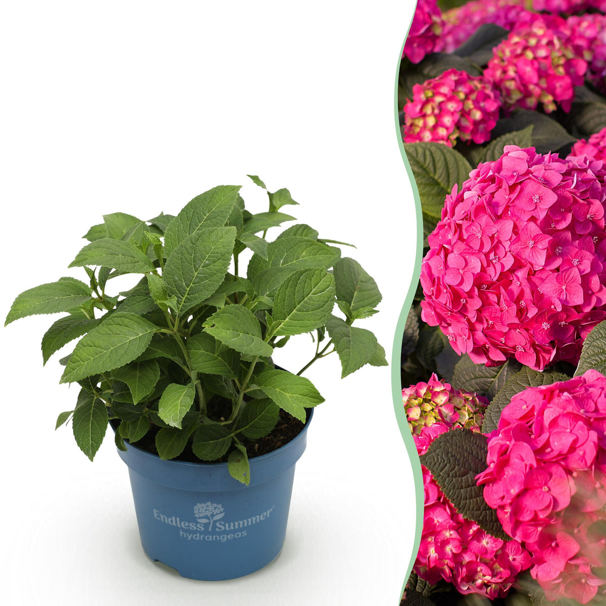 La Green Touch - Planta de Jardín - Hortensia Endless Summer Summer Love Red - Hortensia - Resistente al Invierno - Rojo - 1 Planta - Maceta 14cm - Altura 20-25cm