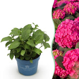 La Green Touch - Planta de Jardín - Hortensia Endless Summer Summer Love Red - Hortensia - Resistente al Invierno - Rojo - 1 Planta - Maceta 14cm - Altura 20-25cm