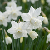 Narcisse Thalia - 120 bulbes