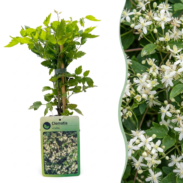 Clématite des haies - Clematis vitalba - H 35 cm, pot Ø9 cm