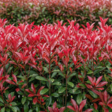Green boutiQ - Setos de plantas - Photinia fraseri Carre Rouge - verde rojo - 6 plantas - 1 metro lineal - perenne - maceta 17cm altura 55cm