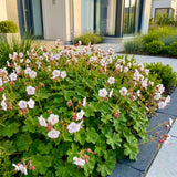 Géranium vivace Spessart - H 15-25 cm, pot Ø11 cm