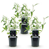 La Green Touch - Planta de Jardín - Buddleja davidii Black Night - Arbusto de Mariposas - Resistente al Invierno - Flores Púrpuras - 3 Plantas - Maceta 17cm - Altura 45cm