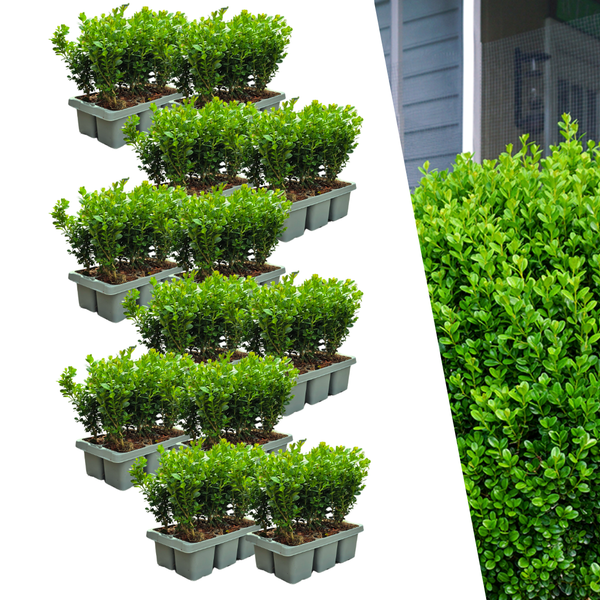 Buis NewGen Freedom en godet - 72 plants