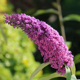 Green boutiQ - Planta de jardín - Buddleja davidii Pink Delight - Arbusto de mariposas - Resistente al invierno - Rosa - 3 plantas - Maceta 17cm - Altura 45cm