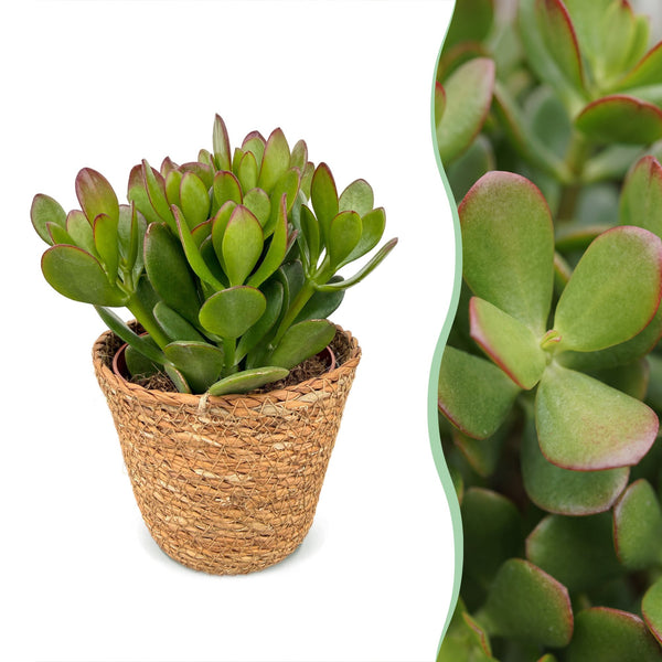 Crassula ovata avec panier - Arbre de jade