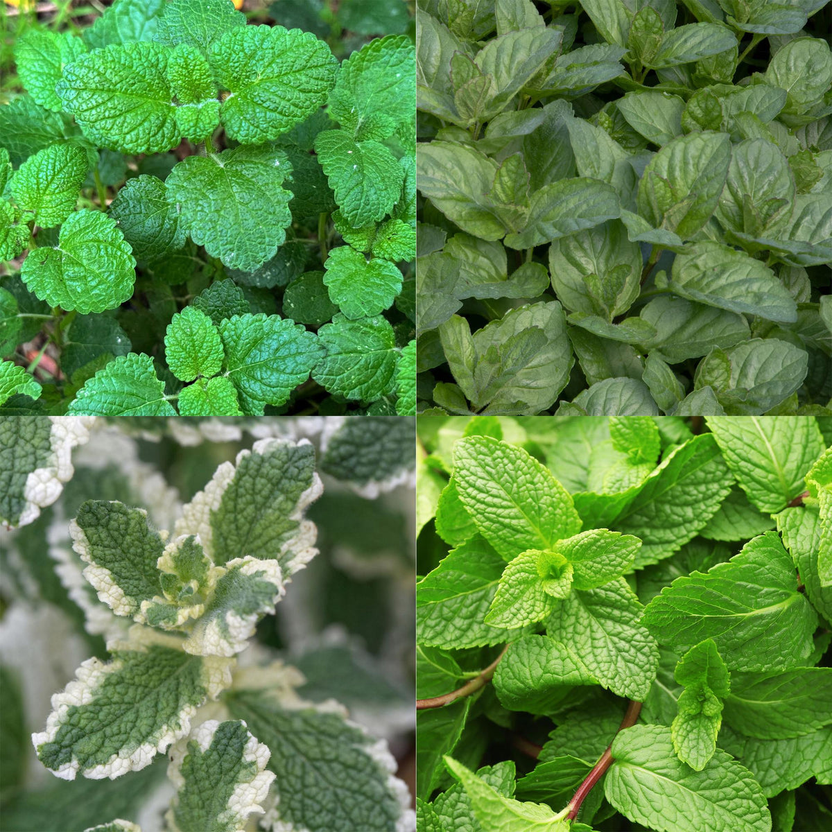 Kit de vivaces aromatiques à tisane - 8 plants pour 1 m² - H 25 cm, pot Ø11 cm