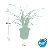 Laîche du Japon Ice Dance en godet - Carex morrowii - H 10-25 cm, pot Ø9 cm - photo 4