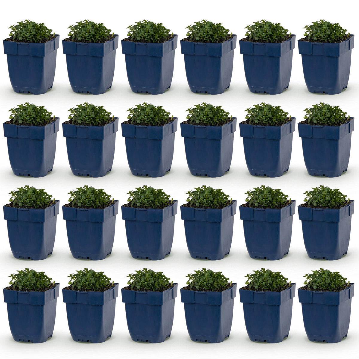 Campanule des murs - H 15-25 cm, pot Ø11 cm