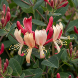 Chèvrefeuille des bois Serotina - Lonicera periclymenum - H 35 cm, pot Ø9 cm - photo 3