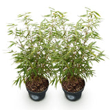 Fargesia Asian Wonder - H 80 cm, pot Ø23 cm