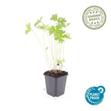 Géranium vivace Johnson's Blue en godet - Geranium hybride - H 10-25 cm, pot Ø9 cm - photo 3