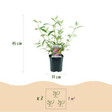 Green boutiQ - Planta de jardín - Buddleja davidii Pink Delight - Arbusto de mariposas - Resistente al invierno - Rosa - 3 plantas - Maceta 17cm - Altura 45cm
