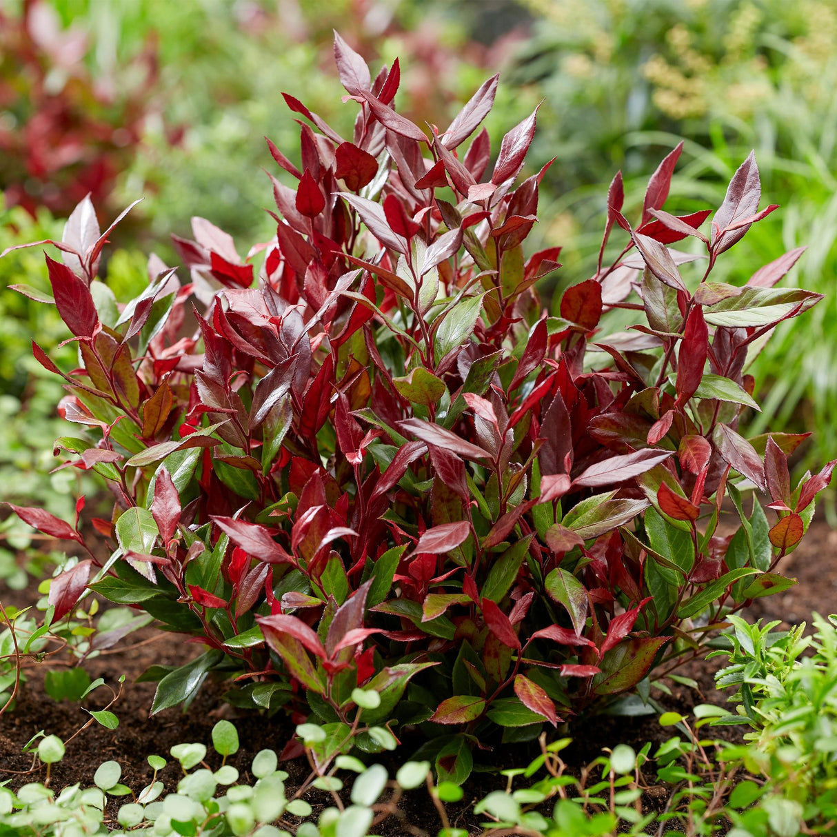 Leucothoe Little Flame – Lot de 2 – Pot 17 cm