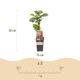 Loganberry sans épines - Rubus x loganobaccus - 2 plants - H 50 cm, pot Ø15 cm