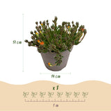 Delosperma Jewel of Desert en mélange - 4 plants - H 17 cm, pot Ø14 cm