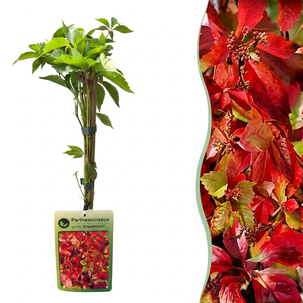 Vigne vierge Engelmannii - Parthenocissus quinquefolia - H 35 cm, pot Ø9 cm