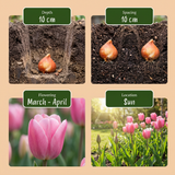Mélange de bulbes à fleurs roses, grande quantité