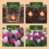 Tulipe Candy Prince et Purple Prince en mélange