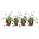 Carex Ice Dance - 4 plants - H 50 cm, pot Ø17 cm