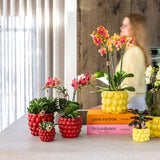 Orchidée rouge Blossom Congo et 2 succulentes en cache-pots Berry rouges - H 40 cm