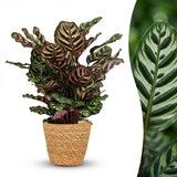 Calathea Makoyana – Plante paon | Pot 19 cm