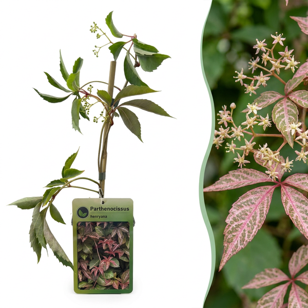 Vigne vierge de Henry - Parthenocissus henryana - H 35 cm, pot Ø9 cm