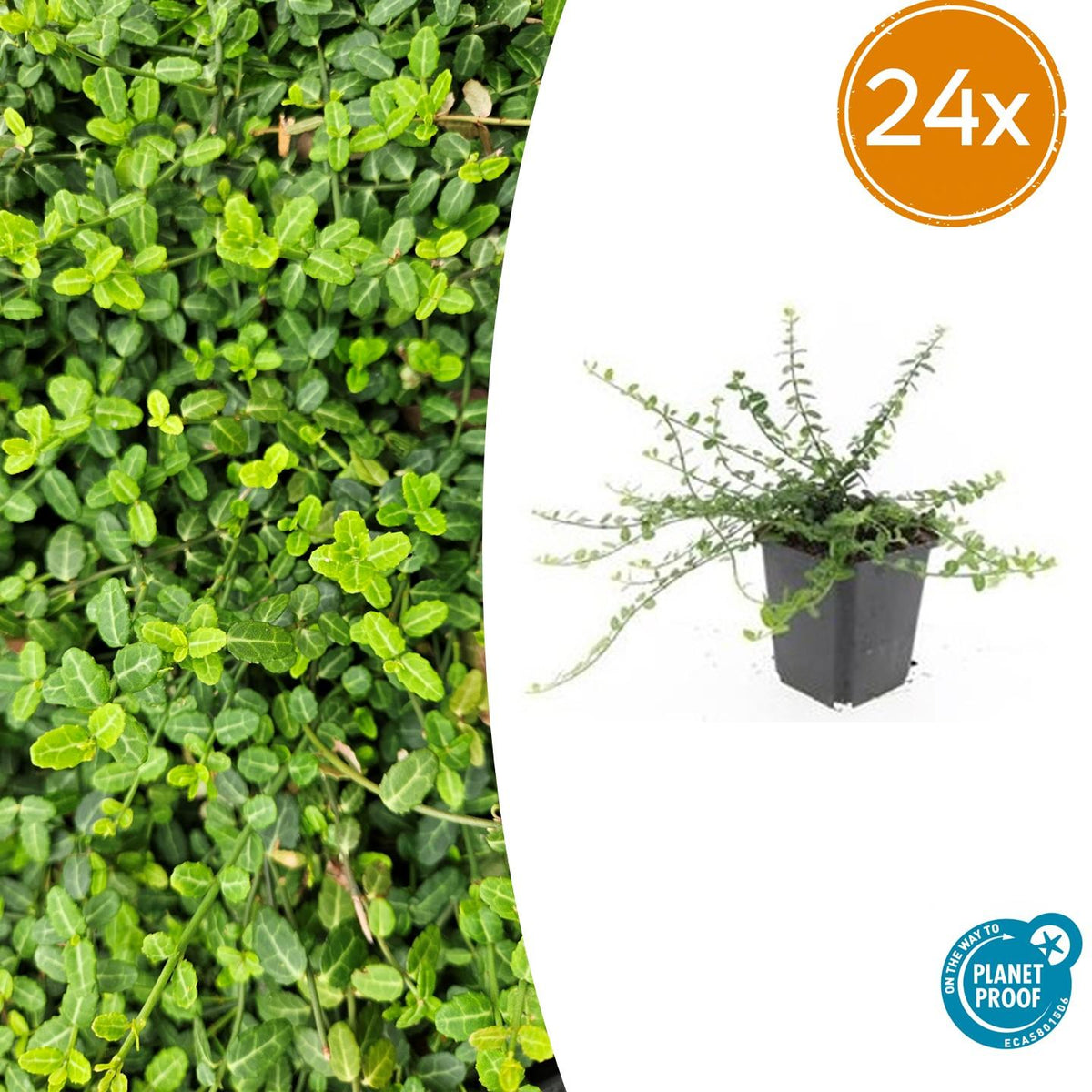 Fusain rampant Minimus en godet - Euonymus fortunei - H 10-25 cm, pot Ø9 cm - photo 8