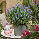 Green boutiQ - Planta de Jardín - Buddleja davidii Butterfly Candy Little Lila - Arbusto de Mariposas - Compacto - Lila - 1 Planta - Maceta 12cm - Altura 20-25cm