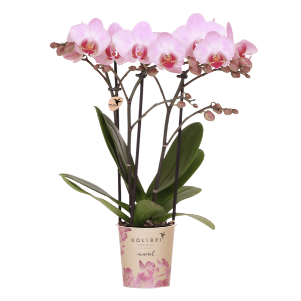 Orchidée Phalaenopsis rose Mineral Antwerpen - H 35 cm, pot Ø9 cm