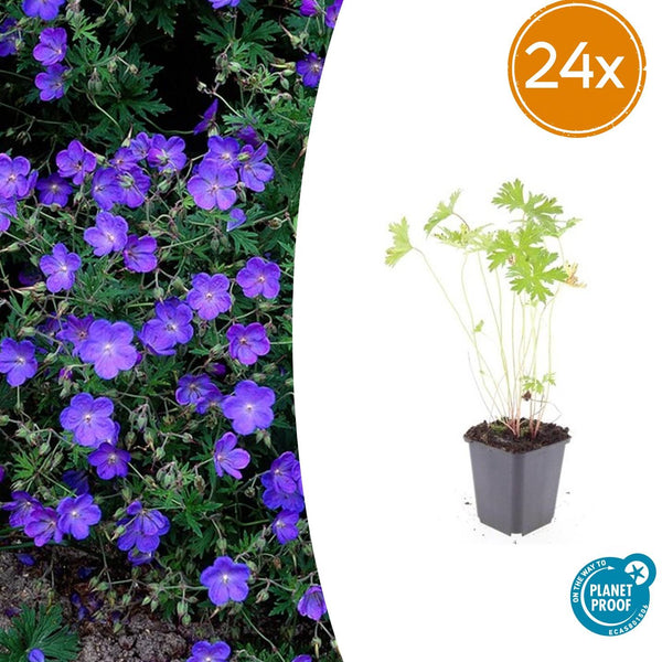Géranium vivace Johnson's Blue en godet - Geranium hybride - H 10-25 cm, pot Ø9 cm