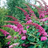 Green boutiQ - Planta de jardín - Buddleja davidii Pink Delight - Arbusto de mariposas - Resistente al invierno - Rosa - 3 plantas - Maceta 17cm - Altura 45cm