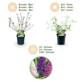 Green boutiQ - Planta de Jardín - Buddleja davidii Tricolour - Arbusto de Mariposas - Resistente al Invierno - Azul - Rosa - Blanco - 3 Plantas - Maceta 17cm - Altura 45cm