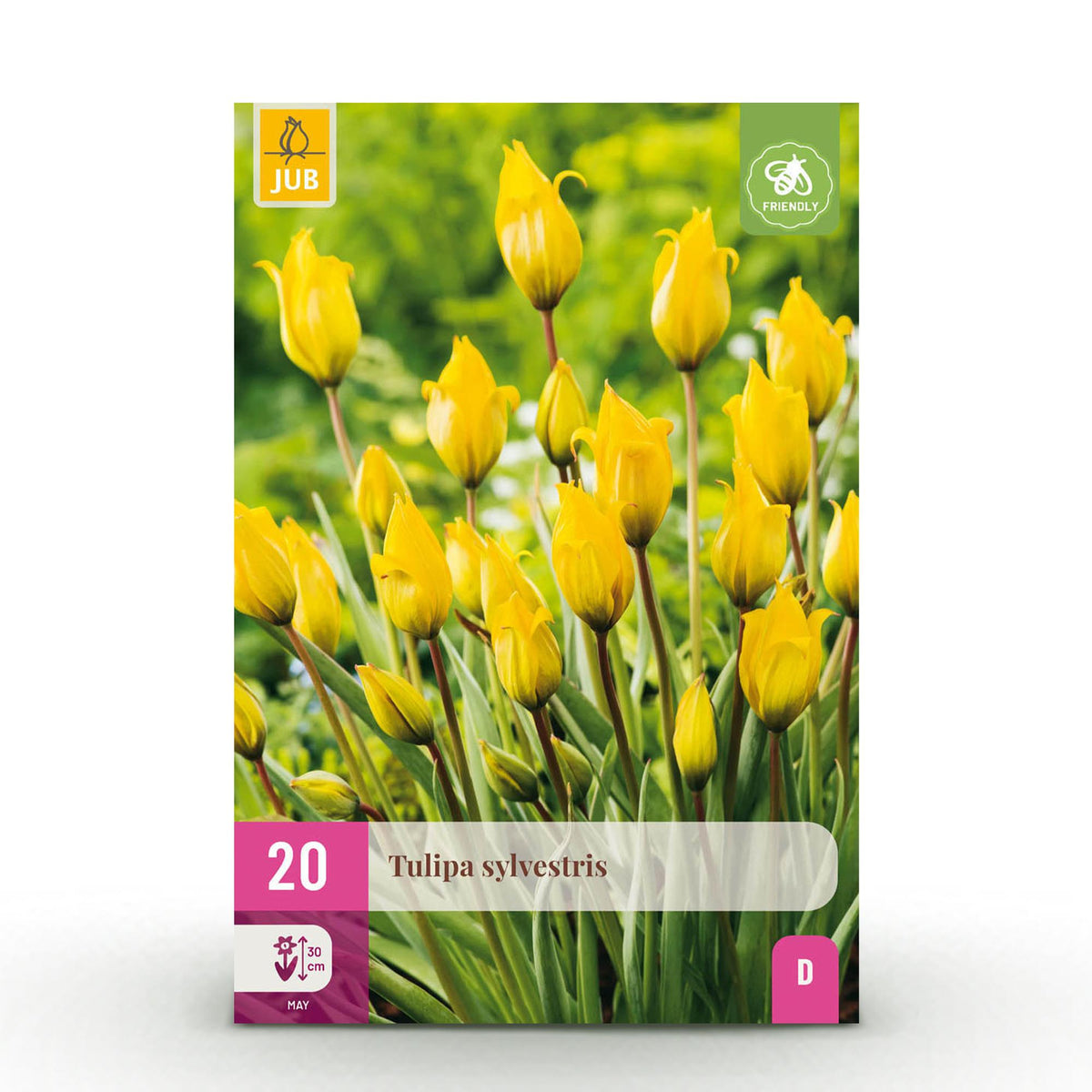 Tulipe des bois - calibre 5/6
