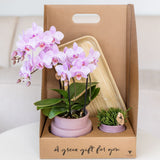 Orchidée Phalaenopsis rose-violet Mineral Frederikstad et succulente - coffret Allure violet - pot Ø9 cm