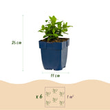 Millepertuis couvre-sol - H 15-25 cm, pot Ø11 cm