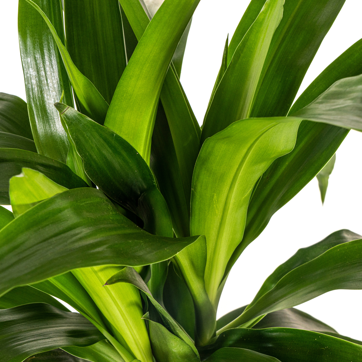 Dracaena Lisa